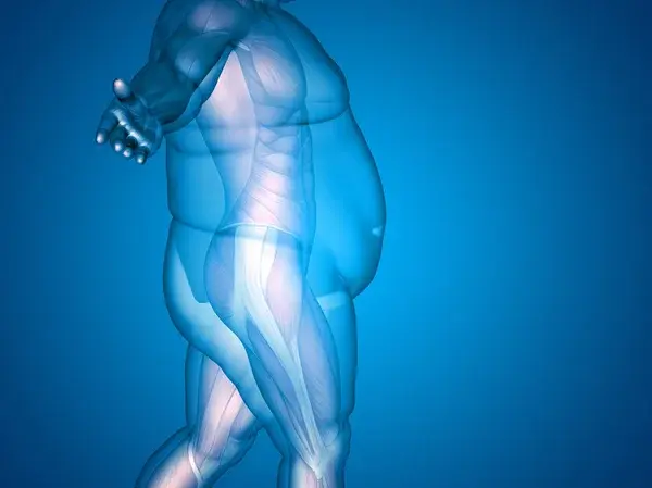Ilustración digital de un cuerpo humano con sobrepeso en vista lateral, mostrando músculos y estructura corporal interna sobre fondo azul.